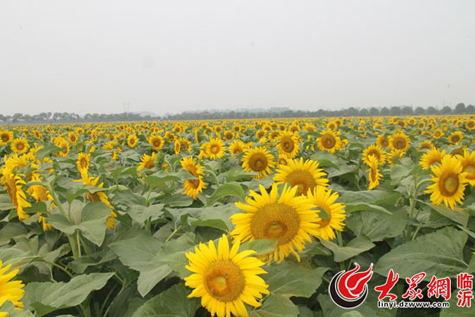 蘭陵國(guó)家農(nóng)業(yè)公園首屆“葵花節(jié)”