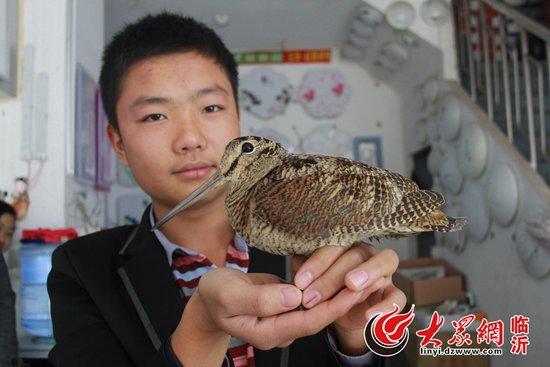 臨沂：長(zhǎng)嘴鳥(niǎo)店鋪散步 原是國(guó)家二級(jí)保護(hù)動(dòng)物