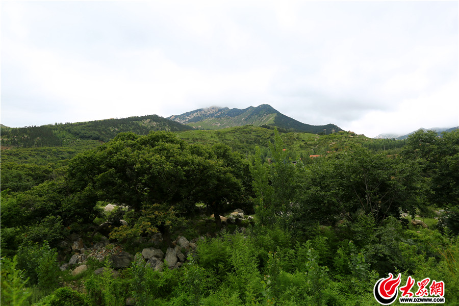19柏林鎮(zhèn)，古代柏樹林立，因此得名，在臨沂市區(qū)西北、蒙山之南，蒙山其自然環(huán)境和生態(tài)條件賦予蒙山為世界養(yǎng)生長壽圣地。.jpg