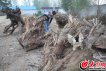 1、原材料的品相往往確定作品的好壞，每次挑選呂尚清總會下一番功夫.jpg
